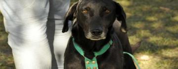 El municipio rescató 45 animales por situaciones de maltrato en menos de cinco meses