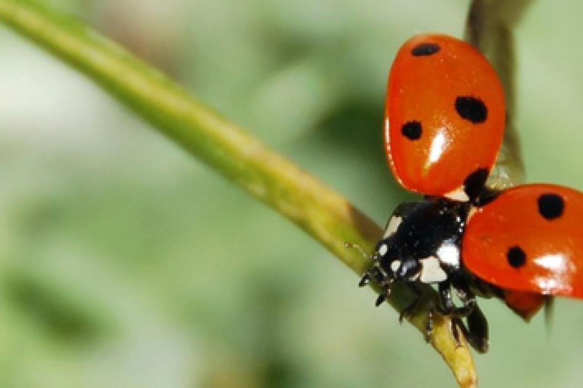 Por qué cada vez más personas cuidan sus plantas para que se las coman los insectos