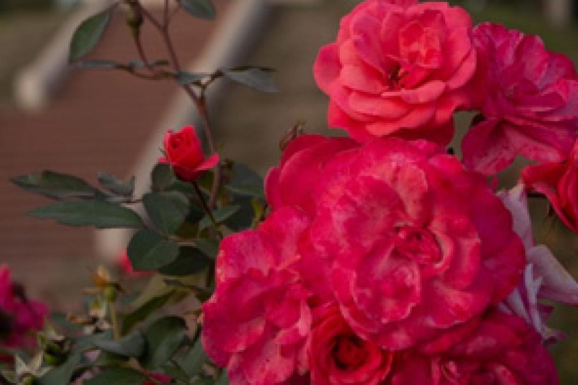 El municipio entregará esquejes de rosas en el parque de la Independencia