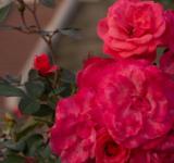 El municipio entregará esquejes de rosas en el parque de la Independencia