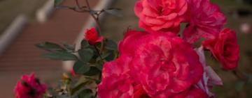 El municipio entregará esquejes de rosas en el parque de la Independencia