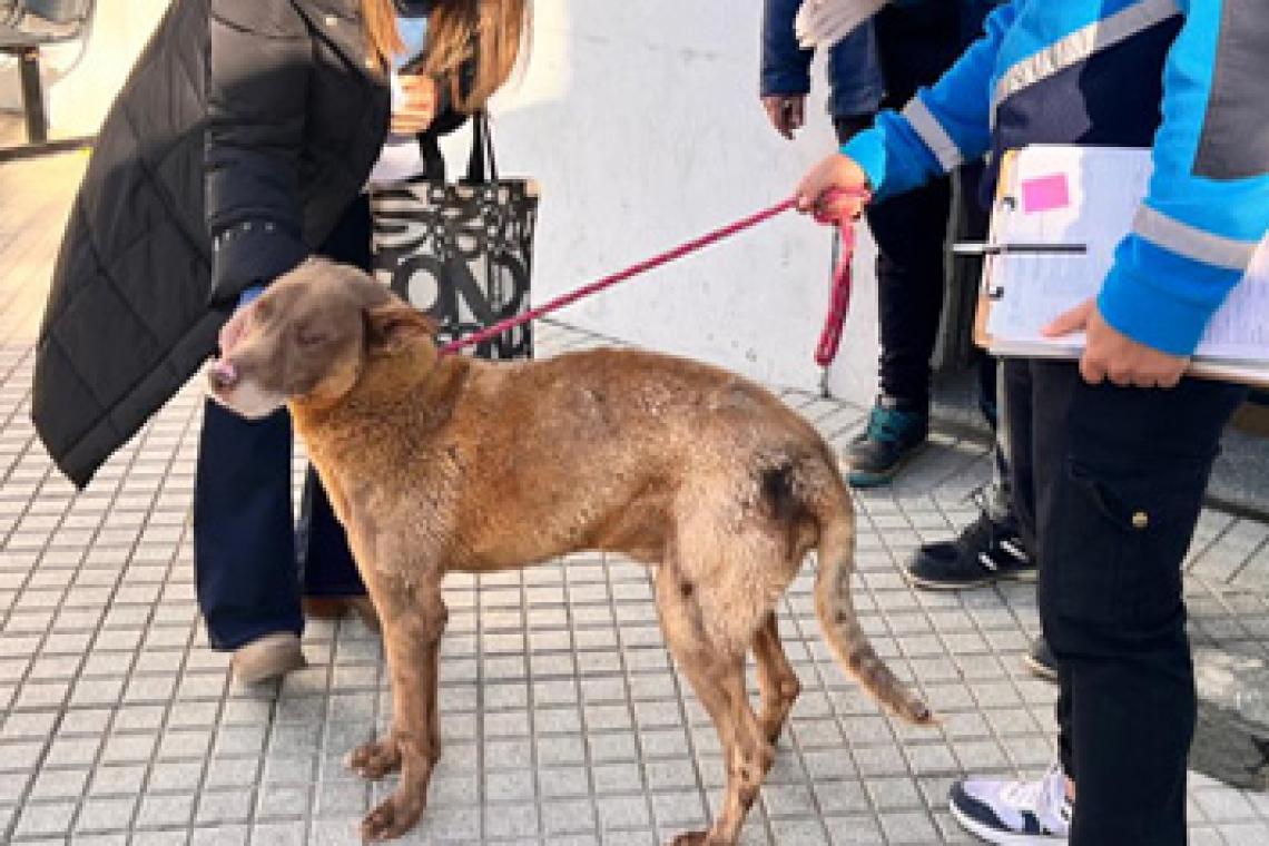 La historia de Caramelo, el perro recuperado por la Municipalidad y que ahora tiene un hogar   