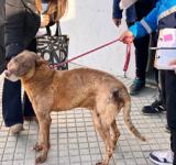 La historia de Caramelo, el perro recuperado por la Municipalidad y que ahora tiene un hogar   