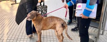 La historia de Caramelo, el perro recuperado por la Municipalidad y que ahora tiene un hogar   
