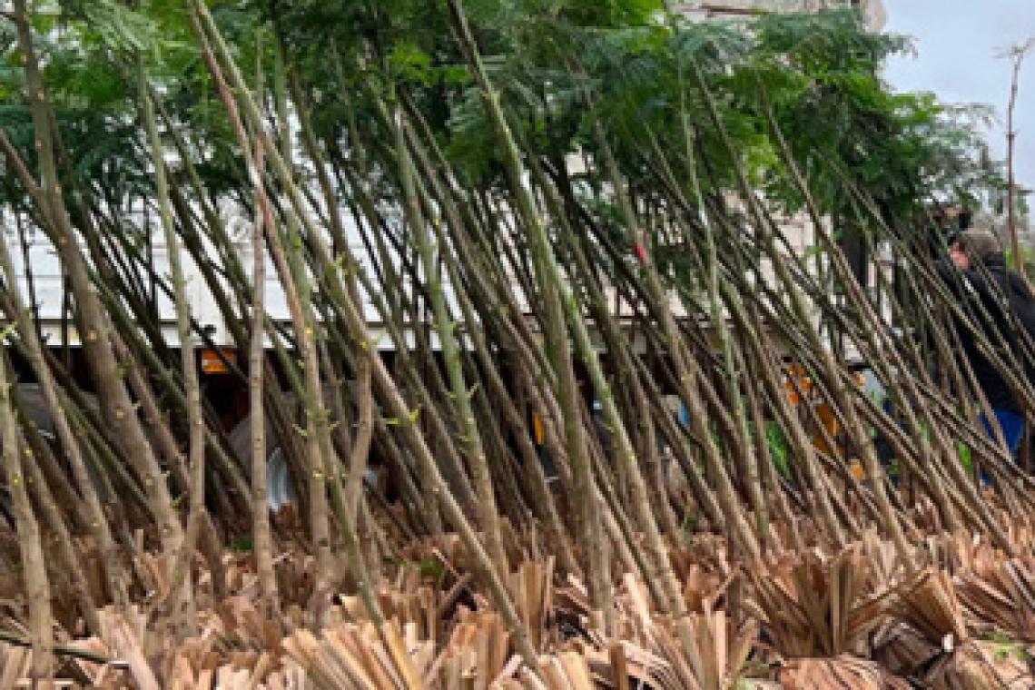 El municipio invita a escuelas secundarias a plantar árboles nativos