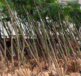 El municipio invita a escuelas secundarias a plantar árboles nativos