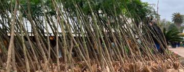 El municipio invita a escuelas secundarias a plantar árboles nativos