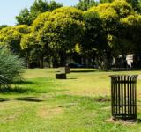 Rosario conmemora la «Semana del Árbol» con múltiples actividades