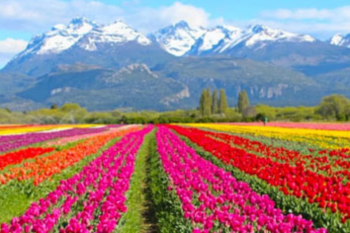Dos millones de tulipanes están por florecer en la Patagonia: dónde visitarlo 