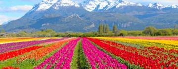 Dos millones de tulipanes están por florecer en la Patagonia: dónde visitarlo 