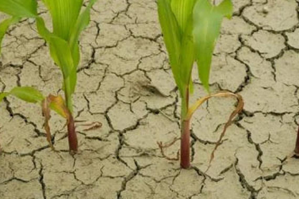 La Comisión de Emergencia Agropecuaria abordó el impacto de “La Niña”