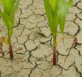 La Comisión de Emergencia Agropecuaria abordó el impacto de “La Niña”