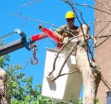 El municipio realizará operativos de extracción de árboles secos durante el fin de semana