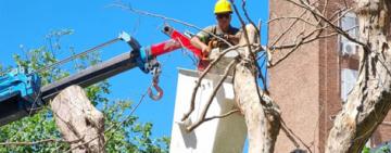 El municipio realizará operativos de extracción de árboles secos durante el fin de semana
