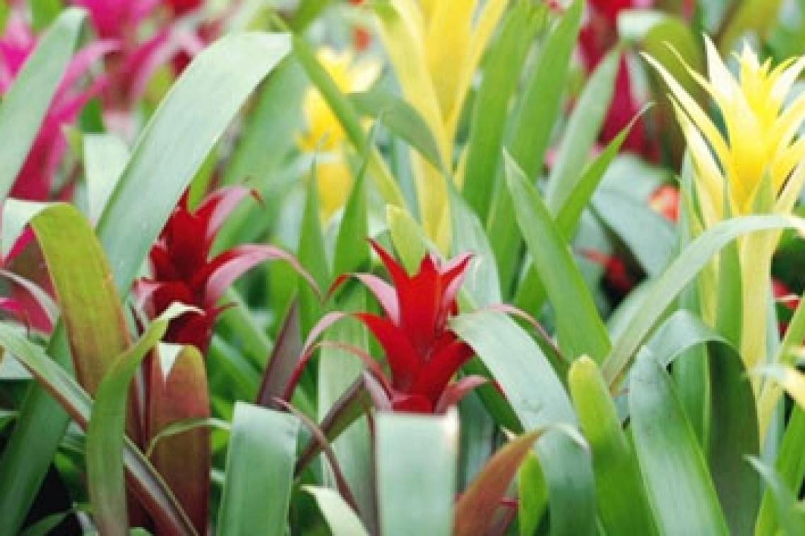 La Escuela de Jardinería ofrece cursos y talleres abiertos para toda la comunidad