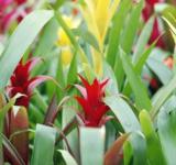 La Escuela de Jardinería ofrece cursos y talleres abiertos para toda la comunidad