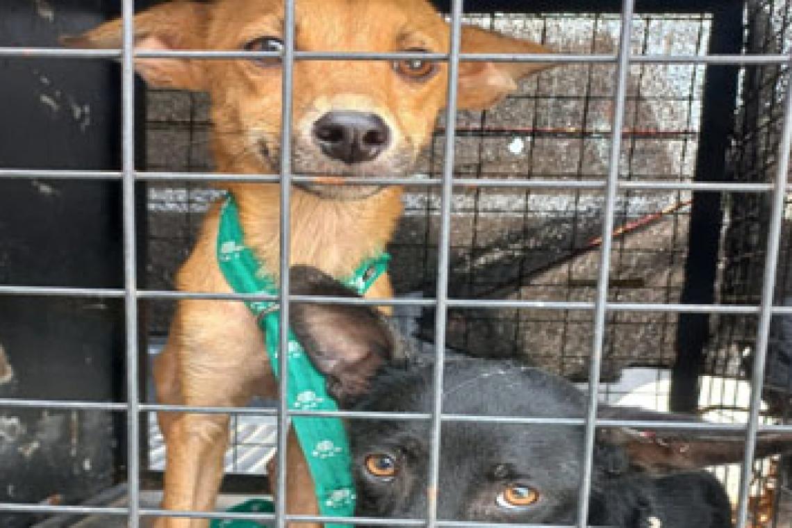 Agentes municipales rescataron dos perros desnutridos y deshidratados que habían quedado encerrados