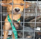 Agentes municipales rescataron dos perros desnutridos y deshidratados que habían quedado encerrados