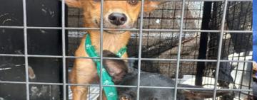 Agentes municipales rescataron dos perros desnutridos y deshidratados que habían quedado encerrados