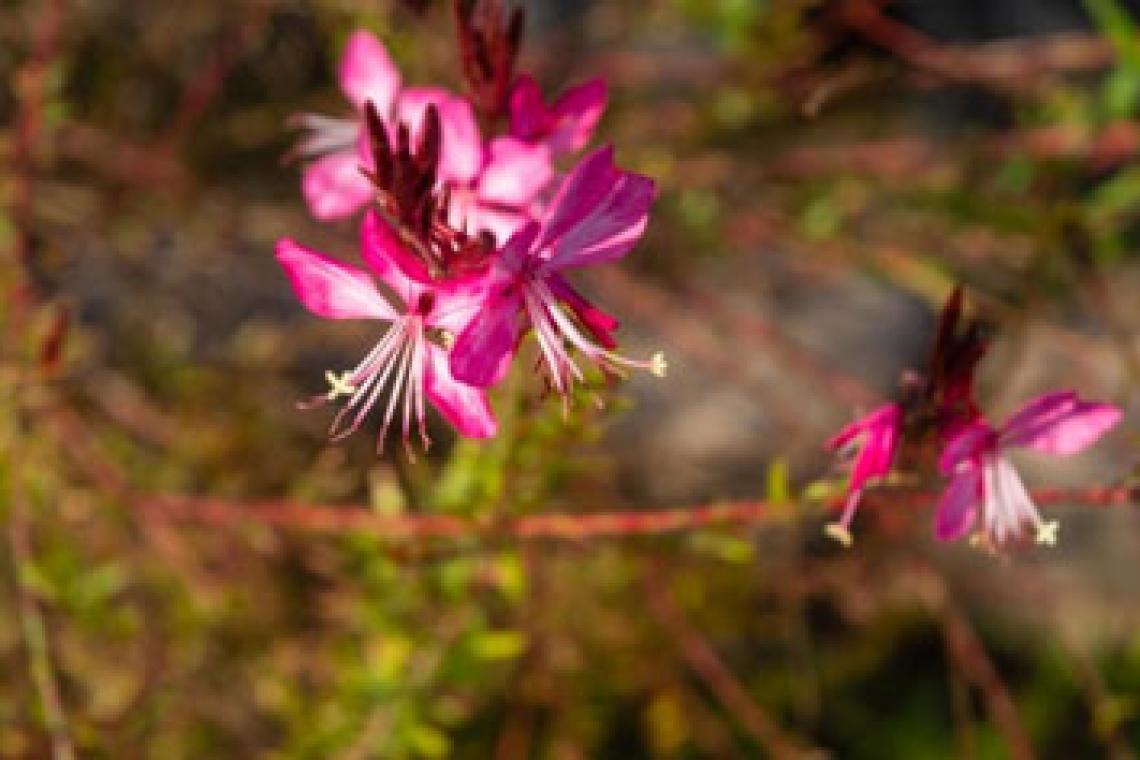 La Escuela de Jardinería invita a vecinas y vecinos a participar de un taller de mariposas