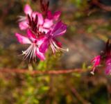 La Escuela de Jardinería invita a vecinas y vecinos a participar de un taller de mariposas