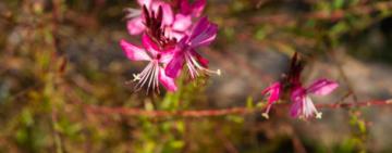 La Escuela de Jardinería invita a vecinas y vecinos a participar de un taller de mariposas