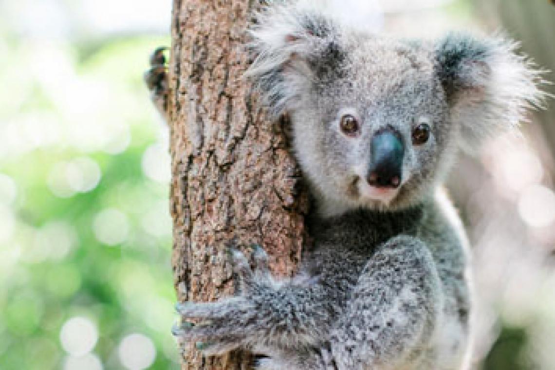 Australia sacrificó a 750 koalas con francotiradores desde helicópteros tras un incendio