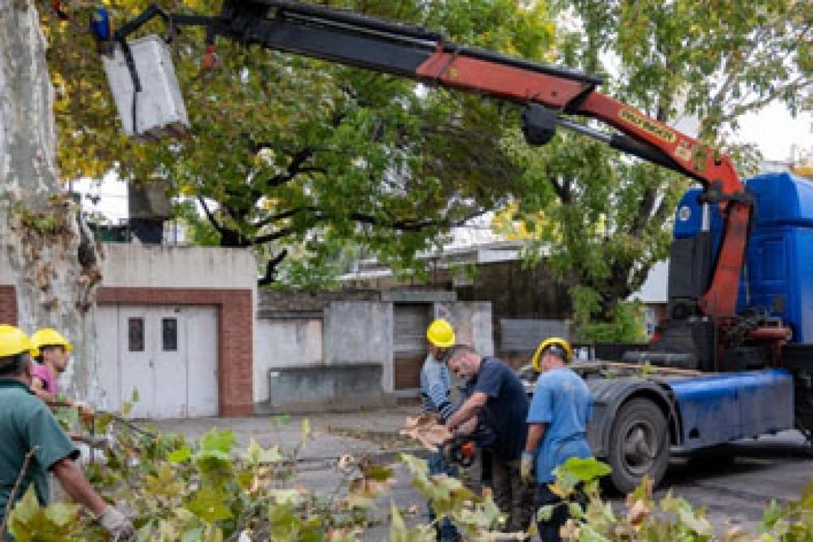 Poda y escamonda: cuadrillas del municipio realizan intervenciones en diferentes barrios