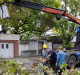 Poda y escamonda: cuadrillas del municipio realizan intervenciones en diferentes barrios