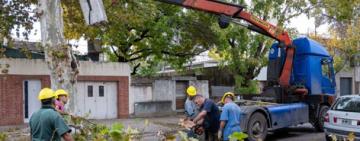 Poda y escamonda: cuadrillas del municipio realizan intervenciones en diferentes barrios