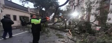 Tras la tormenta, unos 600 operarios del municipio trabajan en la normalización de la ciudad