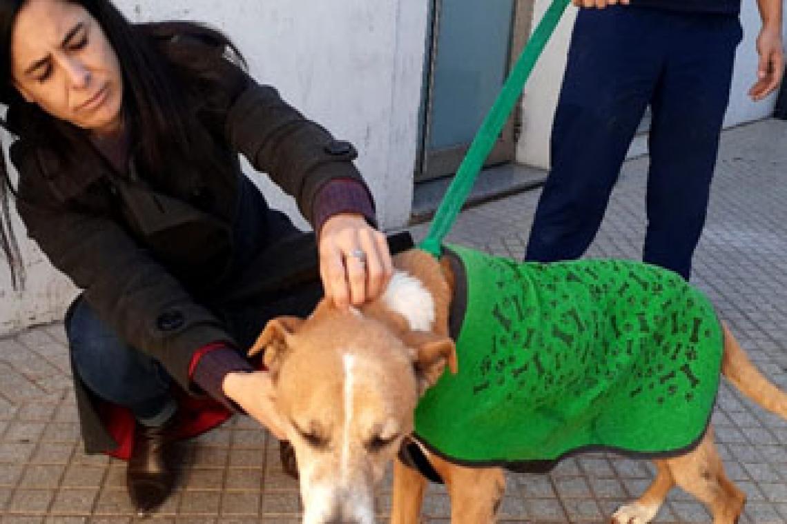 LA MUNICIPALIDAD  SANCIONÓ CON CASI MEDIO MILLÓN DE PESOS A UN VECINO POR MALTRATO ANIMAL
