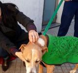 LA MUNICIPALIDAD  SANCIONÓ CON CASI MEDIO MILLÓN DE PESOS A UN VECINO POR MALTRATO ANIMAL