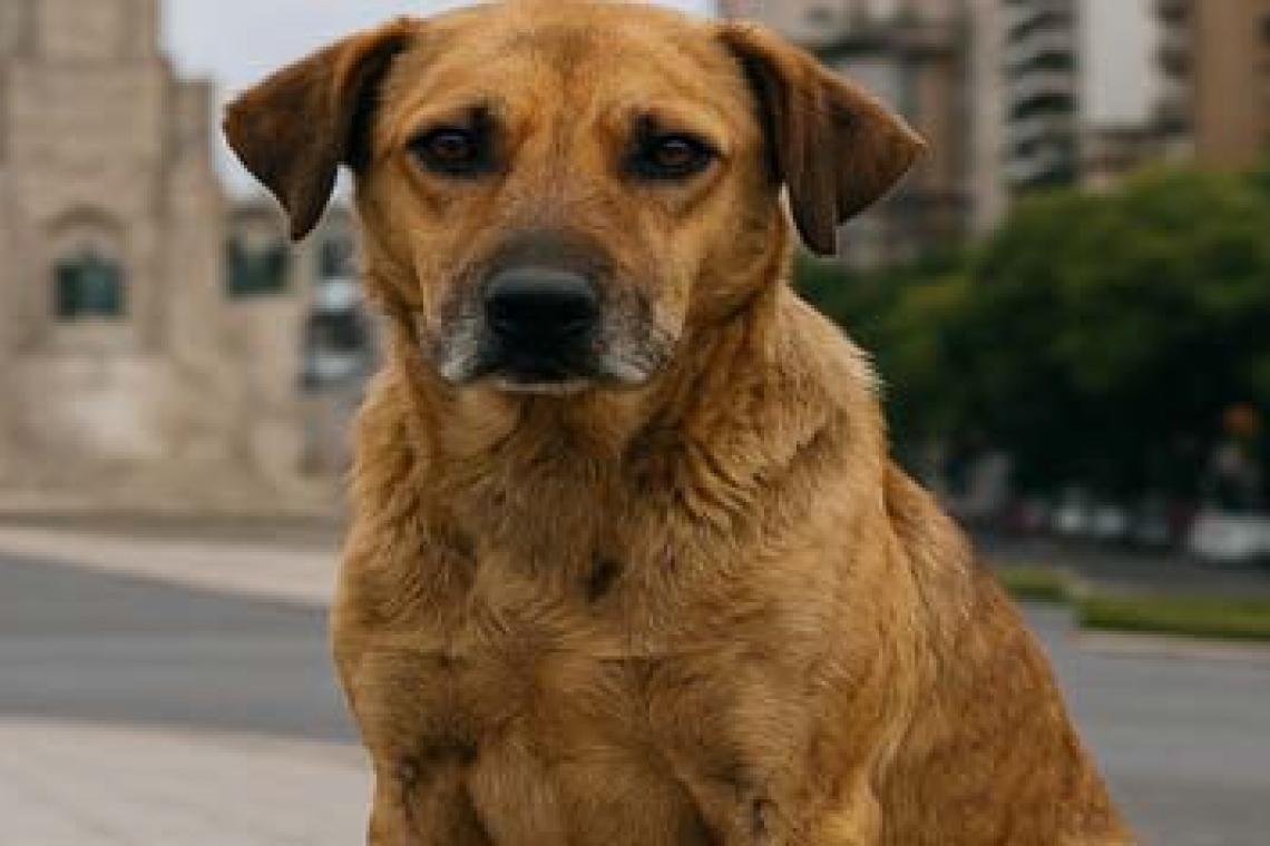 Hoy es el Día del Perro Callejero: una oportunidad para reflexionar y actuar