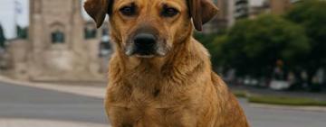 Hoy es el Día del Perro Callejero: una oportunidad para reflexionar y actuar