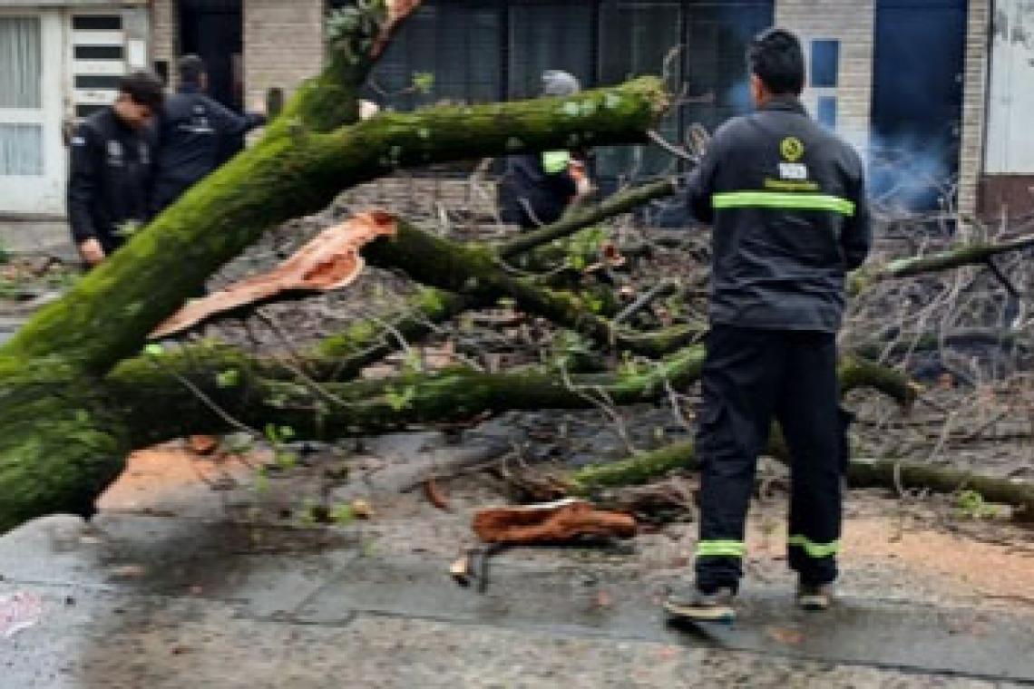 Unas cien cuadrillas municipales trabajan para normalizar los efectos de la tormenta en toda la ciudad 