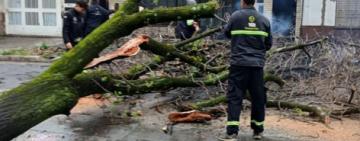 Unas cien cuadrillas municipales trabajan para normalizar los efectos de la tormenta en toda la ciudad 