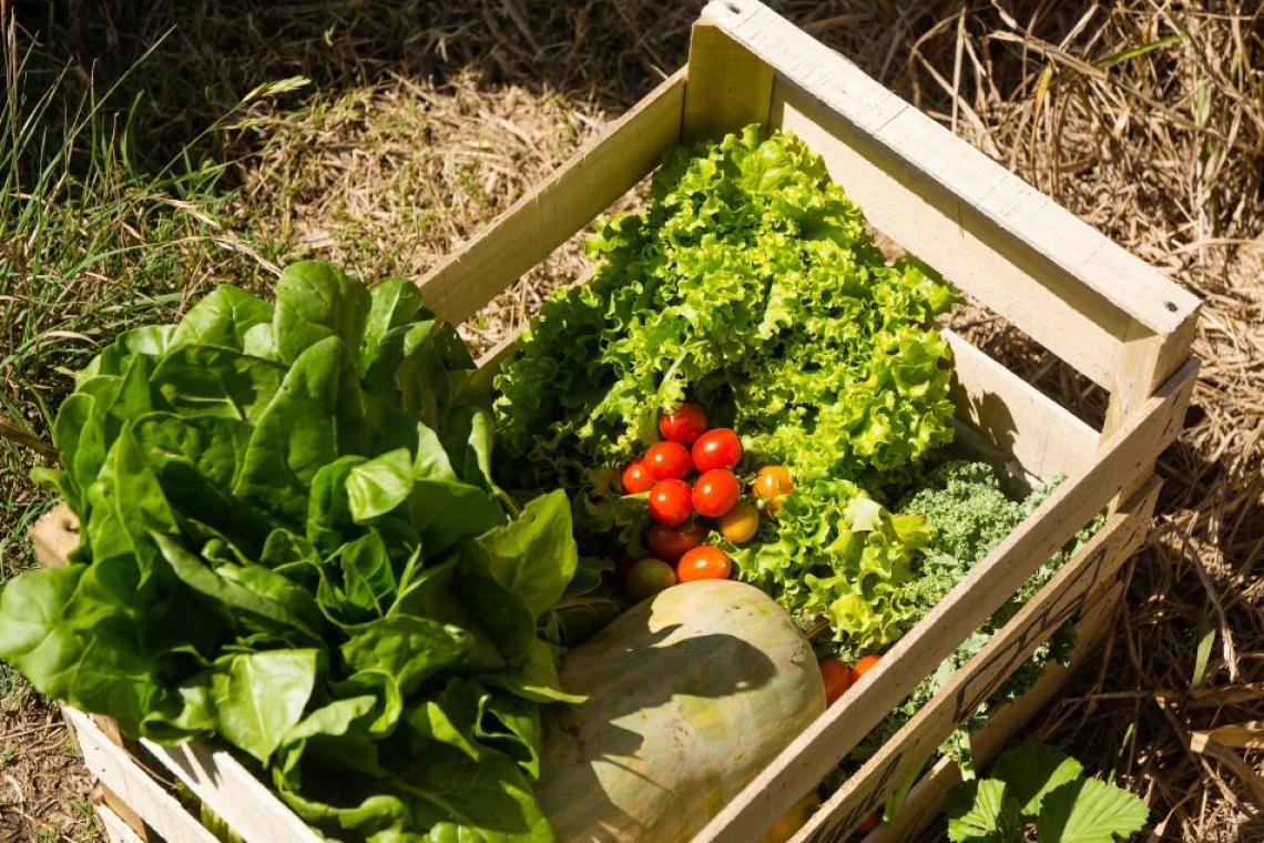 El municipio invita a vecinas y vecinos a recorrer el Cinturón Verde de Rosario