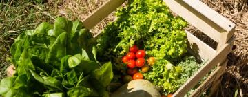 El municipio invita a vecinas y vecinos a recorrer el Cinturón Verde de Rosario