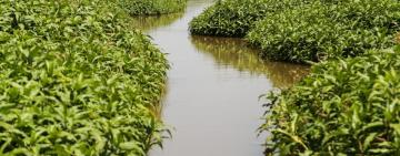 Delta del Paraná: la Justicia falló a favor del Municipio para recuperar 800 hectáreas de humedales