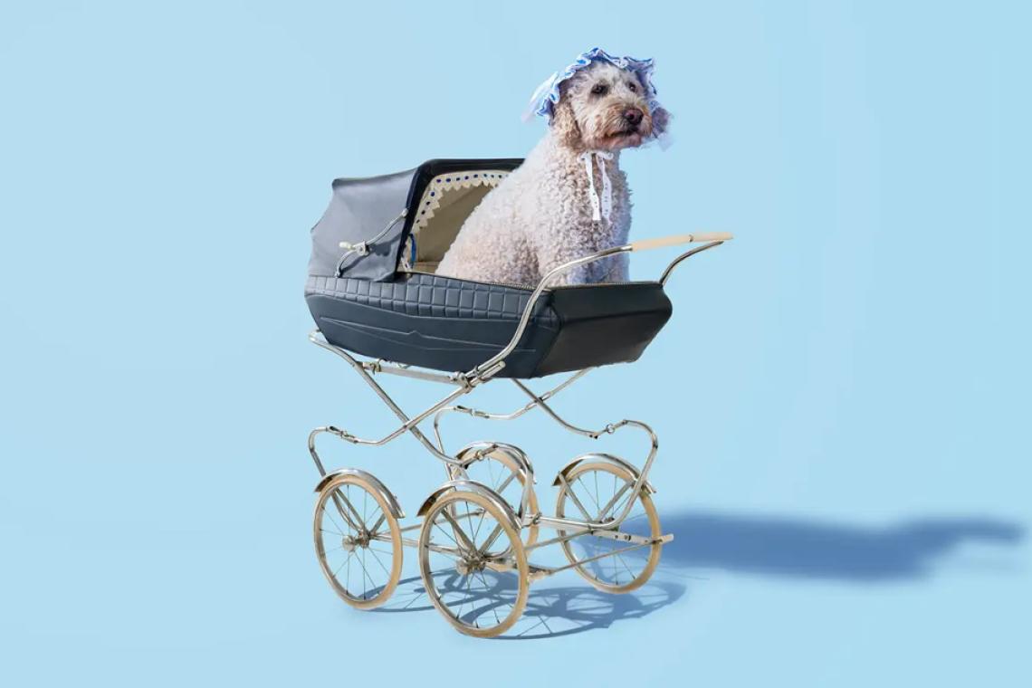 ¿Por qué los jóvenes no tienen hijos y adoptan mascotas?