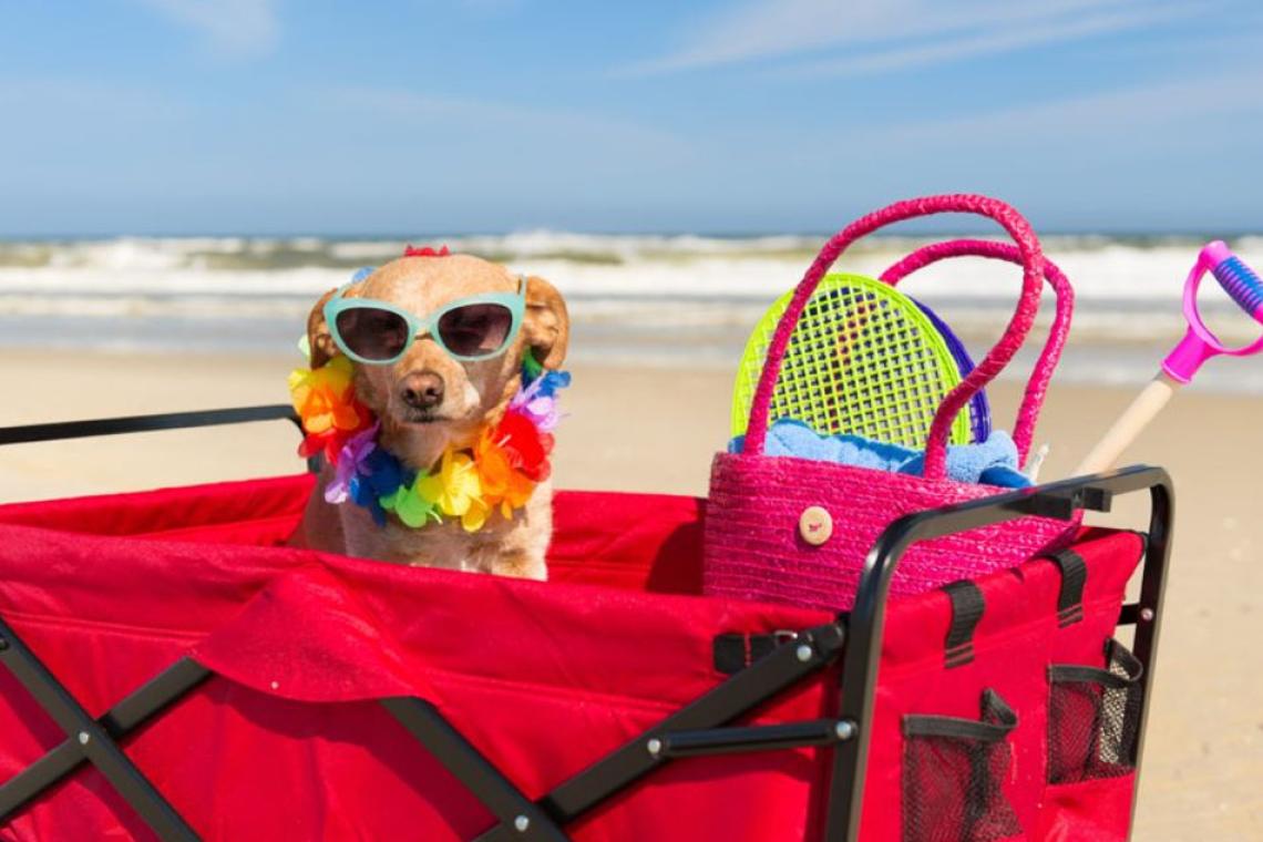 Cómo cuidar a tu mascota si la llevás de vacaciones