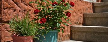 Dictarán nuevos talleres abiertos a la comunidad en la Escuela Municipal de Jardinería durante febrero