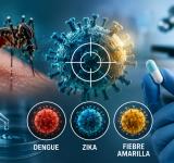 Científicos argentinos descubren un “talón de Aquiles” común en el dengue, Zika y fiebre amarilla: avanzan hacia un posible antiviral