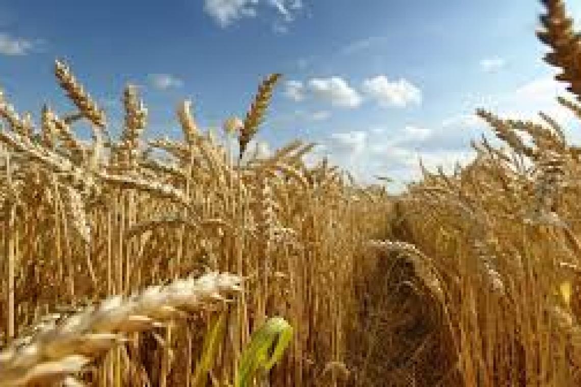 El área de trigo de Argentina crecería a 6,7 millones de hectáreas esta campaña