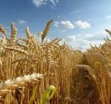 El área de trigo de Argentina crecería a 6,7 millones de hectáreas esta campaña