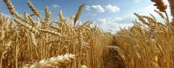 El área de trigo de Argentina crecería a 6,7 millones de hectáreas esta campaña