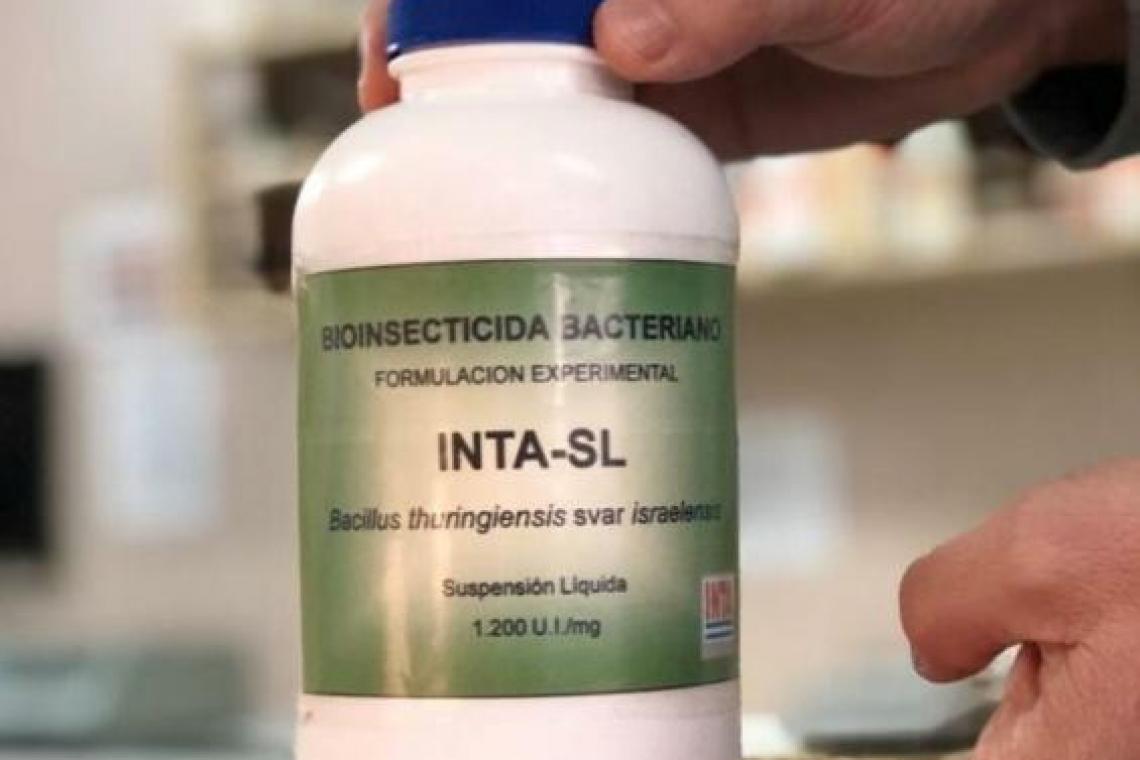 El INTA desarrolló un poderoso biolarvicida que mata las larvas del mosquito que transmite el dengue