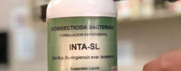 El INTA desarrolló un poderoso biolarvicida que mata las larvas del mosquito que transmite el dengue
