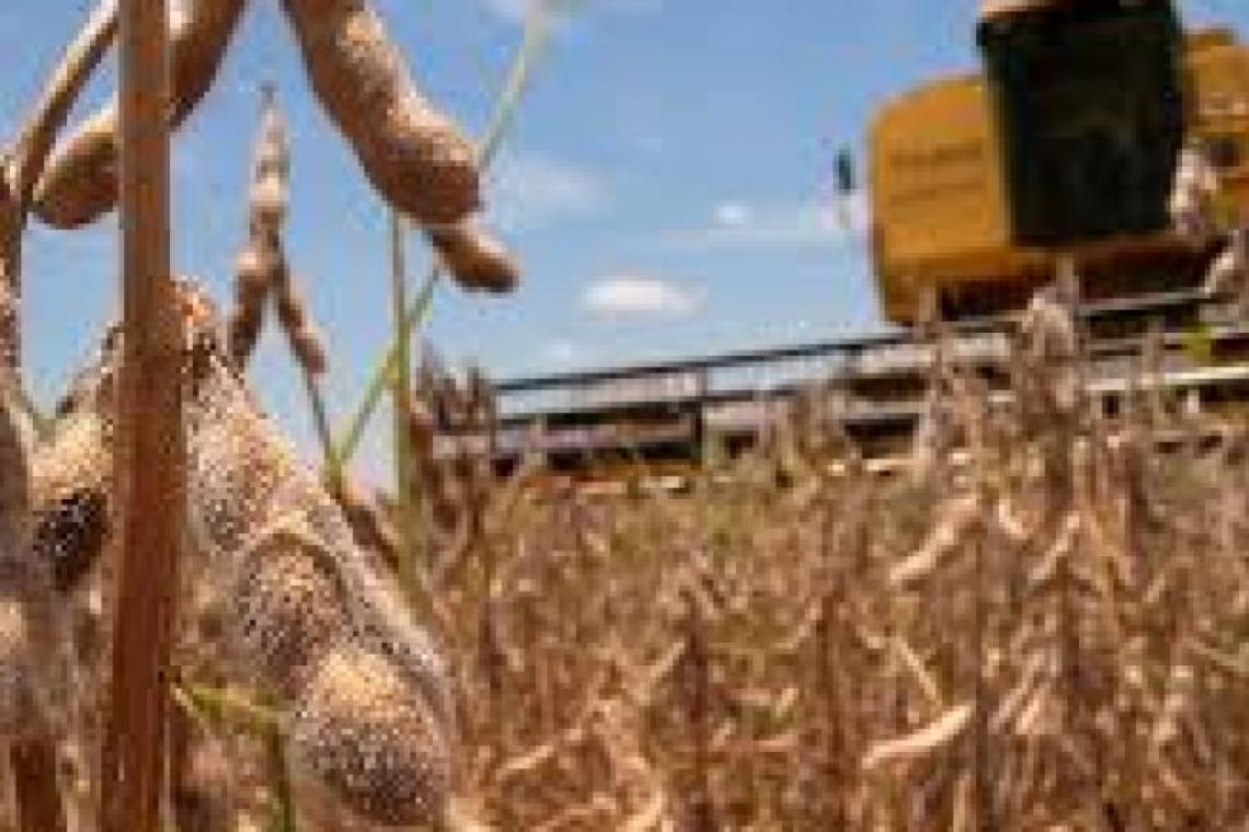 Bolsa de Rosario estima una cosecha de soja 20/21 en 50 millones de toneladas